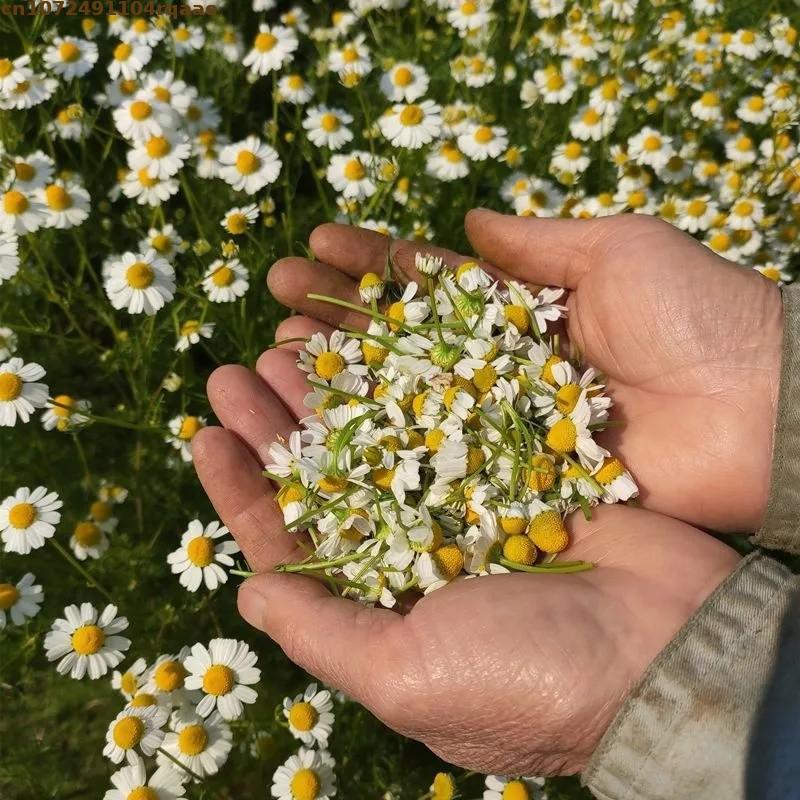 Premium Natural Dried Chamomil - đánh giá và giá Chamomile Tea