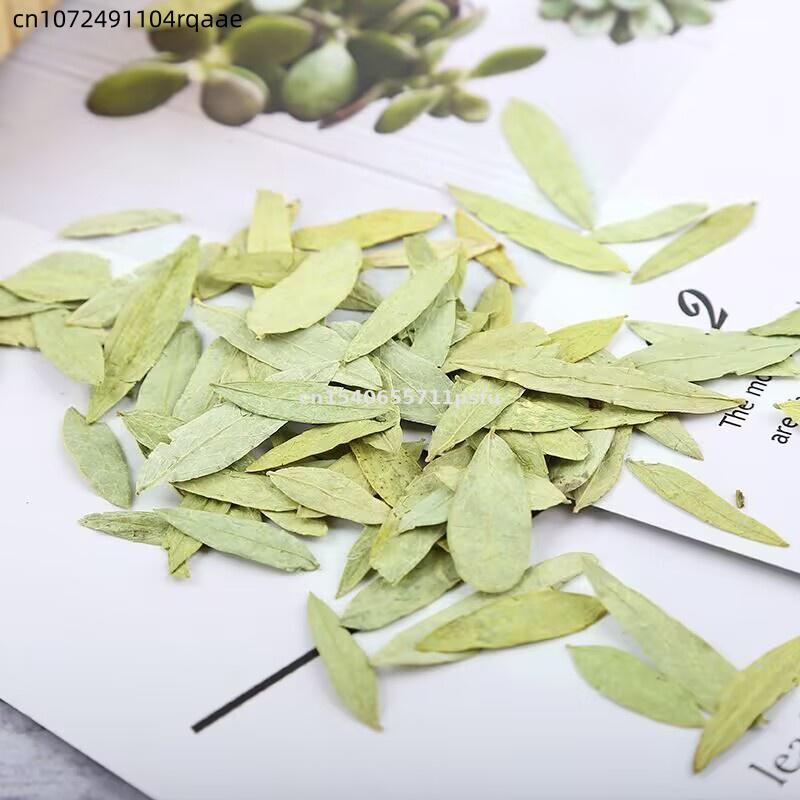 Premium Organic Senna Leaves & - đánh giá và giá Dried Herbs